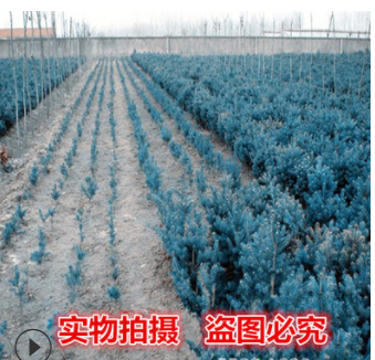 批发纯进口克罗拉多蓝杉种子 美国蓝杉种子 （货到付款）厂家直销图2