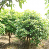 园林苗木 桂花树批发 冠幅紧密 原生绿植物 现卖现挖