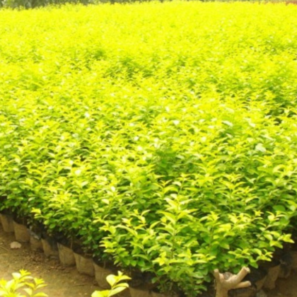 金叶女贞 小区绿化苗木 常年批发 金叶女贞