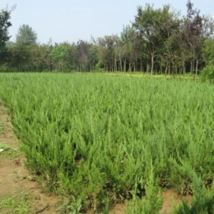 龙柏树苗 绿化苗木龙柏苗 常绿小乔木 四季常青庭院植物 厂家直销