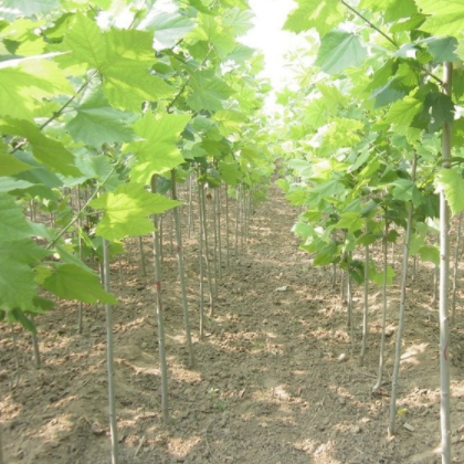 批发优质法桐苗 速生法桐小苗 现挖现卖 工程绿化苗木大量供应