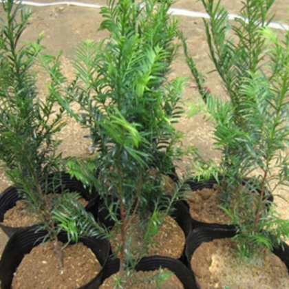 批发供应铜鼓红豆杉南方红豆杉 绿化苗木现挖现卖包成活货源足