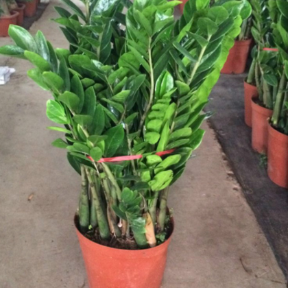 自产自销 室内景观花卉 *树 盆栽 摇钱树 绿植批发
