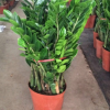 自产自销 室内景观花卉 *树 盆栽 摇钱树 绿植批发