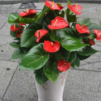 供应批发室内植物花卉批发基地盆栽 红掌 盆景花卉 净化空气