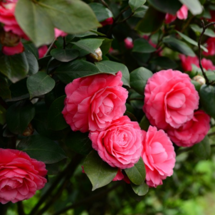 供应 批发 茶花苗 茶花树 2年苗 花卉 苗木 盆景 规格齐全 品种