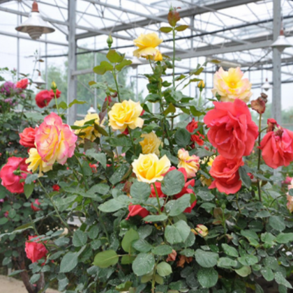 供应 各品种月季花苗 大花月季嫁接 四季开花 观花植物花卉 园艺庭院