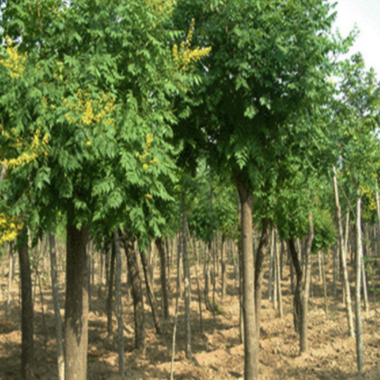 花木场批发5-20CM栾树 园林绿化苗木 行道树 乔木