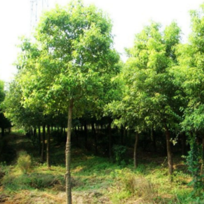 苗圃供应苗木树苗 栾树