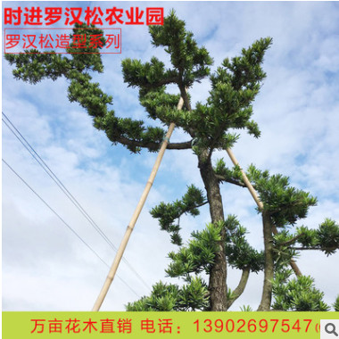 绿化苗木胸径10-30CM台湾罗汉松 园林工程绿化树造型罗汉松批发图2