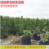 基地直批台湾日本造型罗汉松树苗 雀舌罗汉松盆栽地栽苗成活率高