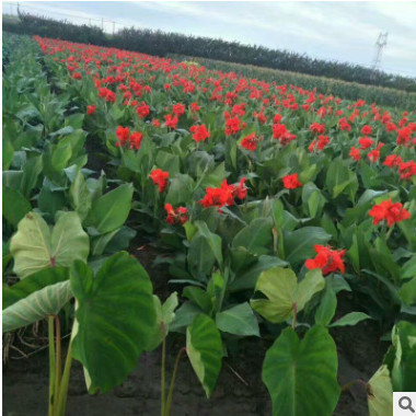 园林种苗矮生美人蕉 红花黄花美人蕉 花叶 紫叶 水生美人规格齐全