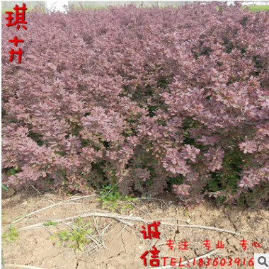 紫叶小檗/红叶小檗 常绿花灌木 花坛花境色块苗 苗圃批发