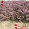 紫叶小檗/红叶小檗 常绿花灌木 花坛花境色块苗 苗圃批发