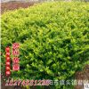 大量批发供应绿化工程苗 金森女贞 小叶女贞 金叶女贞 各种规格