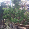 黄杨树 小叶黄杨树 树桩盆景 高档盆栽批发 别墅花园 庭院绿化