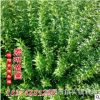 大量长期供应迎春 扶芳藤 爬山虎 凌霄 紫藤 常春藤木