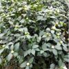 盆栽千里香茶花 1m-1.3m高大冠幅带花苞壮苗 烈香茶花厂家直销