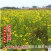 大量销售 黄花槐 绿化苗木 园林绿化 观花树