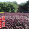 湖南绿化苗木供应 红花继木中小苗 地被及色块小苗