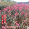 湖南苗木公司 供应红花紫薇 紫薇小苗