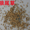 狼尾草 狼尾草种子 进口牧草种子批发