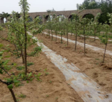 果树基地 直供苹果树 欢迎订购 矮化苹果树 批发红富士苹果树