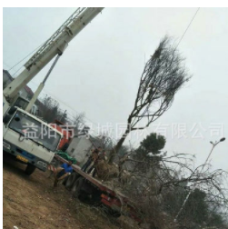 朴树哪里有卖 道路风景朴树 行道树朴树树苗