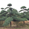 基地批量直销造型罗汉松 精品植物造型 罗汉松盆景乔木