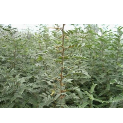 皂角刺种植基地,宣威皂角刺,洛阳李铁梁苗木