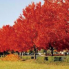 苗木基地批发 红枫树 日本红枫 美国红枫 7-20公分 规格齐全