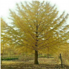 供应各种规格银杏工程绿化乔木白果树