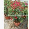 三角梅盆栽 常年供应 基地批发 中国红 绿叶大红 小红盆绿化苗木