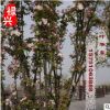 专业批发苗圃优质西府海棠树苗 西府海棠5-12公分 绿化苗木