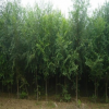 榆树苗 白榆 榆钱树 垂柳苗 青皮柳 黄柳成活极高 工程绿化