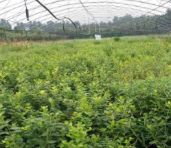 嘉辉园艺蓝莓苗供应 三年兔眼蓝莓苗价格 提供蓝莓苗栽培种植技术