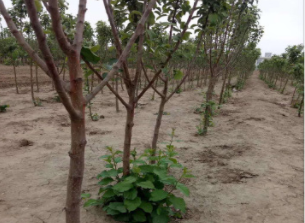 嘉辉园艺苹果苗品种 供应嫁接苹果树苗 产地直销烟富苹果树苗
