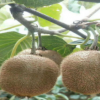 基地直销猕猴桃树苗 盆栽村桃苗 红心猕猴桃苗 提供种植技术