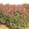 唐河县龙兴苗木种植供应红叶石楠