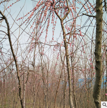 基地批发垂枝梅 垂梅树苗 园林庭院观赏型植物