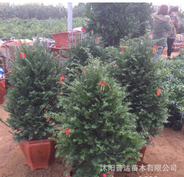 基地低价批发直销红豆杉小苗 红豆杉树苗 绿化工程苗南北方种植