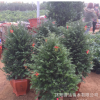 基地低价批发直销红豆杉小苗 红豆杉树苗 绿化工程苗南北方种植
