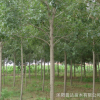 基地苗圃白蜡树基地直销批发 白蜡规格全