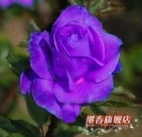 进口紫玫瑰苗【紫霞】纯天然生长,当年开花 二年花苗