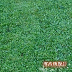 四季长青的草坪种子,耐热性强的早熟禾种子(蓝钻)每斤28元