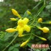 盆栽浓香花卉【迎夏】夏季开花.庭院阳台绿化专用