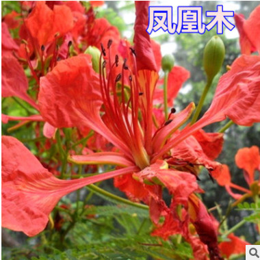 凤凰木种子 红花楹种子 金凤种子 火树种子 风景树 绿化苗木种子