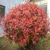 红叶石楠