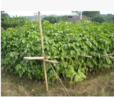 基地自产自售，大量供应秋枫树大小苗 优质绿化苗木