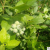 泰安批发直销蓝莓树苗蓝丰 奥尼尔 喜来等品种抗寒矮丛品种成活高